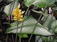 線紋竹芋 Calathea majestica -新加坡植物園 Singapore Botanic Gardens- (9255248072).jpg