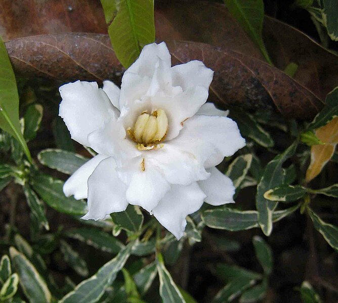 File:花葉水梔子 Gardenia radicans v variegata -香港公園 Hong Kong Park- (40198742611).jpg