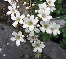 虎耳草 屬 Saxifraga callosa - 比利時 Jardin botanique de l'Université de Gand, Belgique- (9229787324) .jpg