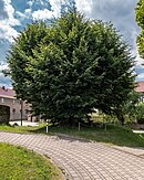 -171 cultural monument in Uhlstädt-Kirchhasel municipality Heilingen Thingplatz with linden tree.jpg