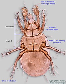 Female Pygmephorus