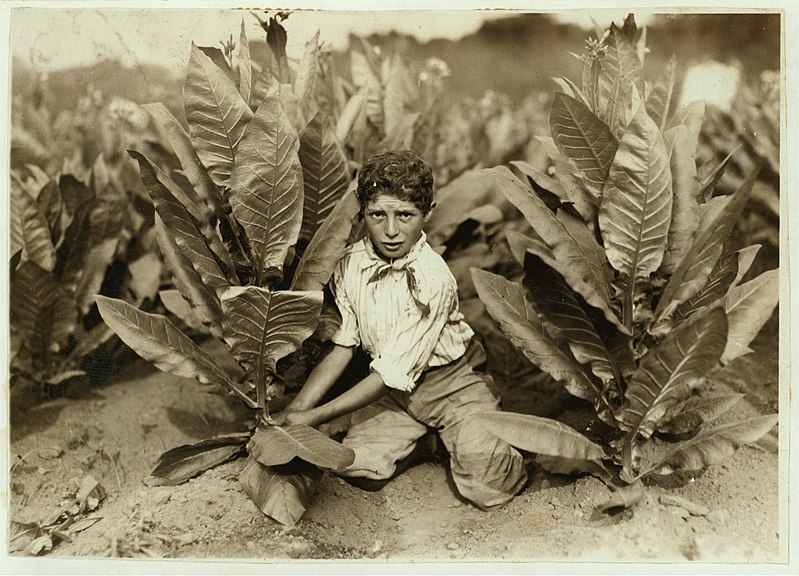 File:10 yr. old picker on Gildersleeve Tobacco Farm. LOC cph.3b21313.jpg