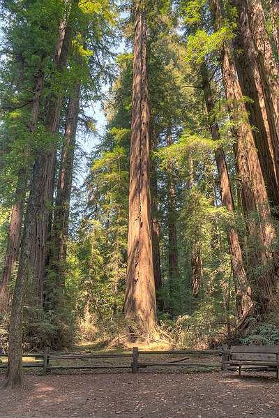 File:16 21 0081 redwood.jpg