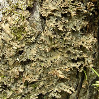 <i>Pseudocyphellaria argyracea</i> Species of lichen