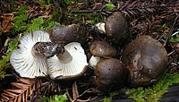 H. camarophyllus, an edible mushroom 2011-11-24 Hygrophorus camarophyllus (Alb. & Schwein.) Dumee, Grandjean & Maire 184339.jpg