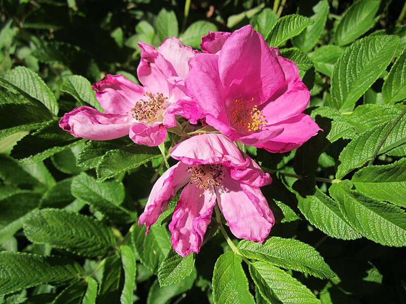 File:20130801Rosa rugosa1.jpg