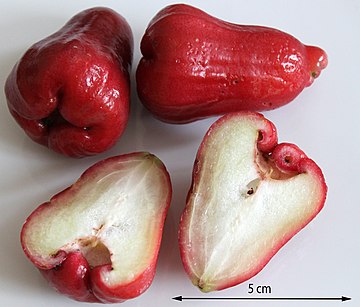 Плод похожий на грушу. Яванское яблоко Syzygium samarangense. Syzygium Джамбу. Тайское яблоко Чомпу. Чомпу- малабарская слива- розовое яблоко.
