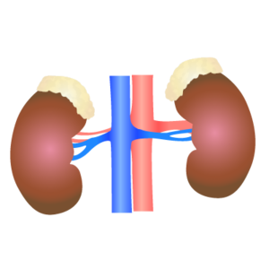 201405 kidney.png