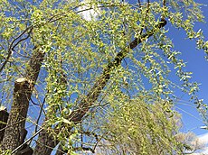 2015-05-01 14 13 46 Weeping Willow foliage during spring along Lamoille Highway (Nevada State Route 227) in Elko, Nevada.jpg