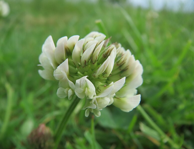 File:20160514Trifolium repens1.jpg