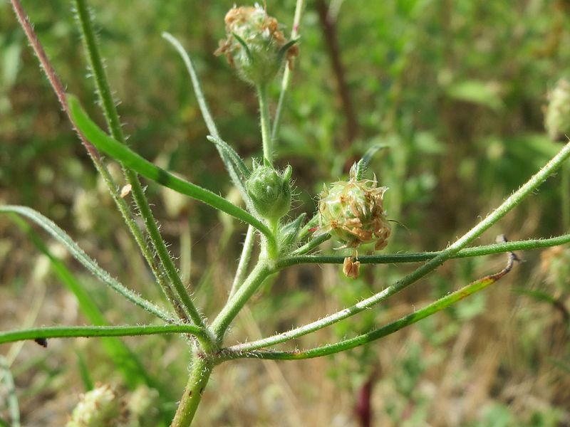 File:20160729Plantago arenaria02.jpg