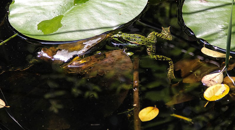 File:2017-08-21-bonn-rheinaue-deutscher-garten-11.jpg