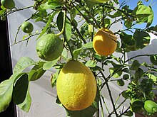 Lemons turn yellow as they ripen. 2017-10-26 Ripening lemons on a tree, Albufeira (2).JPG