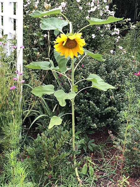 File:2021-08-03 08 39 20 Sunflower blooming along Brightfield Lane in the Franklin Farm section of Oak Hill, Fairfax County, Virginia.jpg