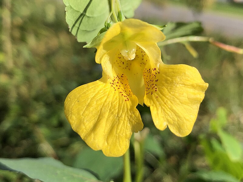 File:2021-10-28 12 42 14 Yellow Jewelweed flower along Pennsylvania State Route 35 (Main Street) in Fermanagh Township, Juniata County, Pennsylvania.jpg