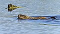 * Nomination Groundhog, swimming. Keeney Cove. Glastonbury, CT USA --Pdanese 17:46, 15 September 2024 (UTC) * Promotion  Support Good quality. --Georgfotoart 09:26, 18 September 2024 (UTC)