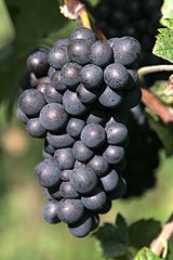 Pinot Meunier