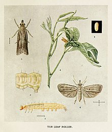 61-زندگی-حشرات هندی - هارولد ماکسول-لفروی - Eucelis-crifica.jpg