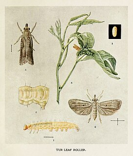 <i>Pammene critica</i> Species of moth