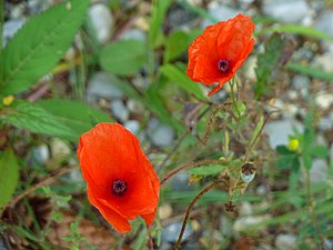 Papaver rhoeas in Upper Swabia