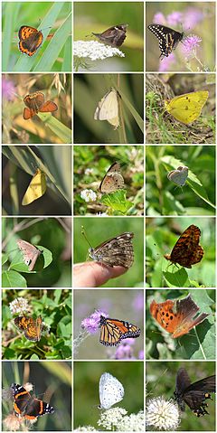 Дневни Пеперуди: общоприето наименование
