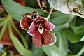 A and B Larsen orchids - Catasetum Orchidglade Jack 1010-6.jpg