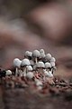 A bunch wonderful mushroom.jpg