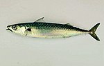 Thumbnail for Atlantic mackerel