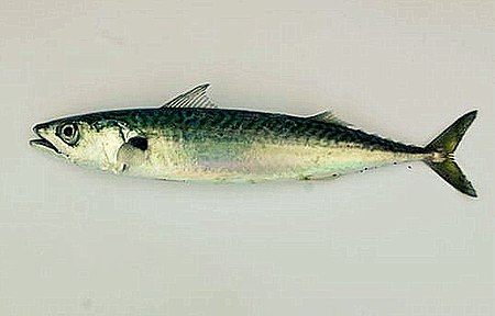 ปลาแมกเคอเรลแอตแลนติก