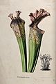 A pitcher plant (Sarracenia drummondii); two pitchers and a Wellcome V0044461.jpg