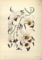 Dendrobium falconeri plate 137 in: James Bateman: A Second Century of Orchidaceous Plants London (1867)