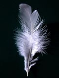 A single white feather