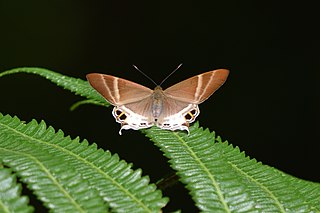 <i>Abisara aita</i> Species of butterfly