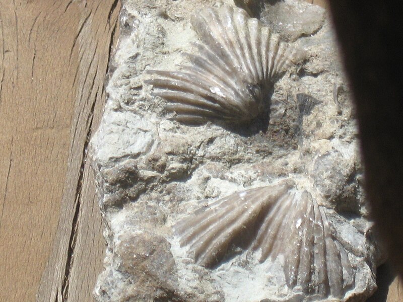 File:Abyssal Brachiopod 0004.JPG