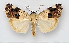 Acontia geminocula (erkek) .JPG