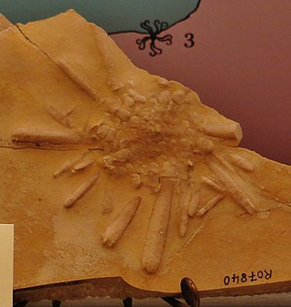 <span class="mw-page-title-main">Fossil echinoids</span> Fossilised remains of sea urchins