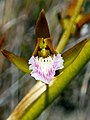 Acrolophia lamellata
