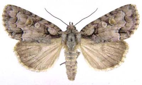 Acronicta albarufa