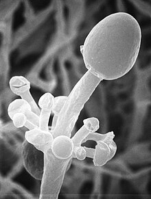 Actinomucor elegans 1.jpg