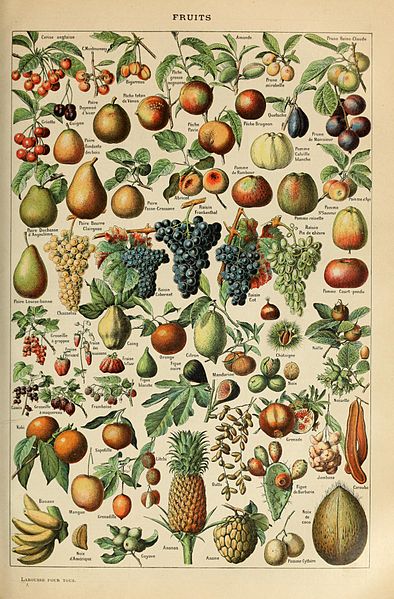 File:Adolphe Millot fruits-pour tous.jpg