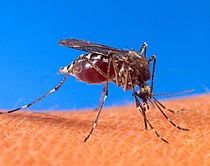 Seekor nyamuk Aedes aegypti sedang makan