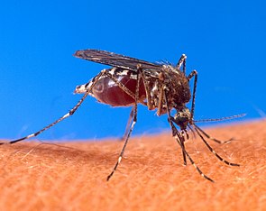 Gelbfiebermücke (Stegomyia aegypti, früher Aedes aegypti), Blut saugend