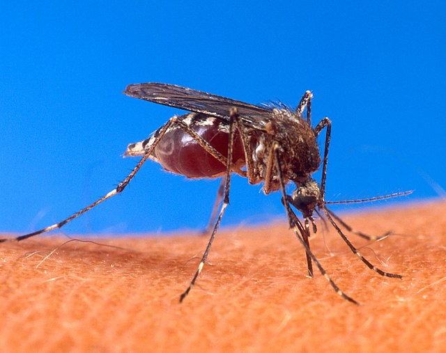 Le moustique tigre capable de transmettre le virus du chikungunya