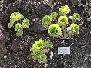 Aeonium gorgoneum - Botanical Garden, Frankfurt am Main - DSC02359.JPG