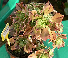 Aeonium leucoblepharum 02.jpg