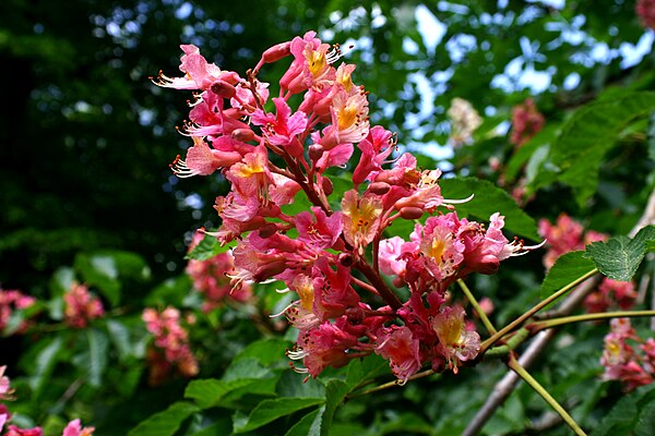 Flower of Aesculus x carnea, the red horse chestnut