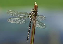 Sebes acsa (Aeshna cyanea) nőstény