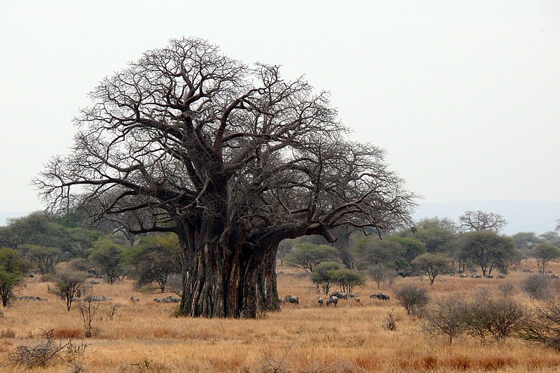 Afrikanische Affenbrotbaum (Adansonia digitata).jpg