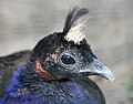 Congo Peacock (Afropavo congensis)