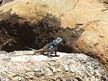 Agama atra male, showing the tympanum. Compare coloration with the picture of a female below Agama atra male IMG 4855.JPG